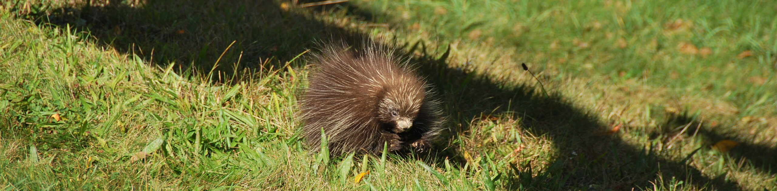 North American Porcupine sitting in a grassy field